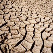 Via il bosco per la centrale a biomasse, rivolta in Sicilia