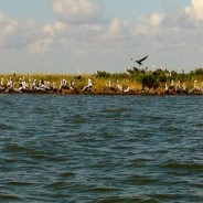 [:en]The Gulf Oil Spill Disintegrated This Island[:]