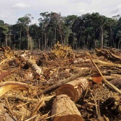 [:en]COP21 Day 2: dominated by deforestation[:]