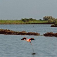 Fenicotteri contro idrocarburi? A Comacchio la nuova sfida del governo Renzi al territorio