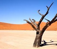 [:en]Over-grazing and desertification in the Syrian steppe, the root causes of war[:]