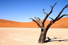 [:en]Over-grazing and desertification in the Syrian steppe, the root causes of war[:]