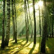 L’incredibile missione dell’Ente foreste: radere al suolo 500 ettari di bosco