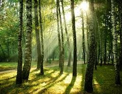 L’incredibile missione dell’Ente foreste: radere al suolo 500 ettari di bosco