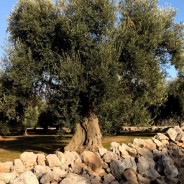 La mattanza degli ulivi