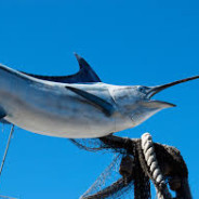 Sovrapesca del pesce spada, Oceana al governo italiano: fermatela davvero