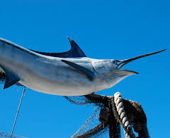 Sovrapesca del pesce spada, Oceana al governo italiano: fermatela davvero