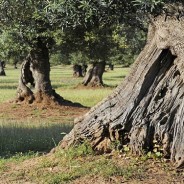 Xylella, 450 ulivi germogliano dopo un anno di cure tradizionali e bio.