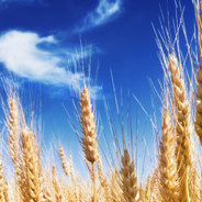 Agricoltura, la truffa dei fondi europei. Anche Cosa Nostra torna alla terra