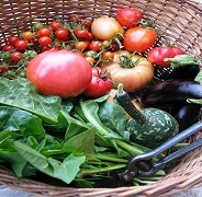 Cibo, cosa non ha detto l’Expo