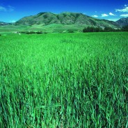 Quale ritorno? A quale terra? Note sulla finanziarizzazione del cibo