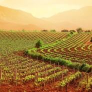 In Sicilia è ‘Rivoluzione agricola’: i contadini tornano ai grani antichi sfidando le multinazionali