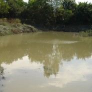 Contaminazione acque, mancano dati di 5 Regioni. Arpa Calabria: “Non possiamo, non c’è censimento fiumi e laghi”