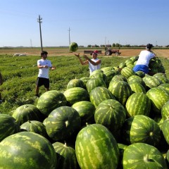 Le tre agricolture, l’Expo e alcuni dubbi