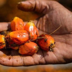 Olio di palma, è arrivata l’ora della verità