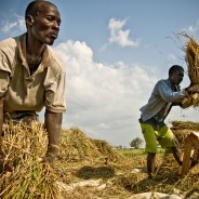 Fao: per ridurre pressione migratoria necessario affrontare fame, cambiamenti climatici e povertà