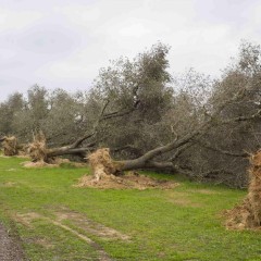 Governo Renzi contro Regione Puglia: CdM impugna la legge varata per Xylella ma pensata per Tap