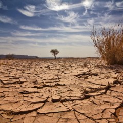 Migration in response to environmental change