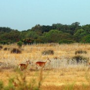 Spagna, siccità e inquinamento: a rischio il parco nazionale di Doñana