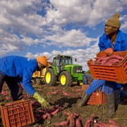 Caporali, braccianti e filiera sporca