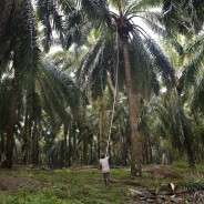 L’olio di palma fa male. Anche ai diritti