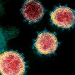 Il virus è la malattia del pianeta stressato