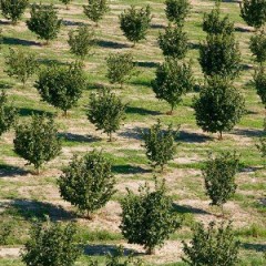 Atlante: monocoltura di Ferrero impatti sul lago di Vico